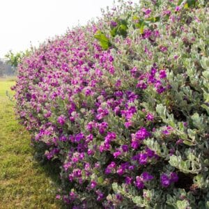 Springtime Landscaping in Austin: Essential Tips for Lush Yards