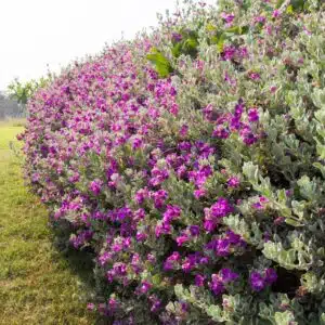 Springtime Landscaping in Austin: Essential Tips for Lush Yards