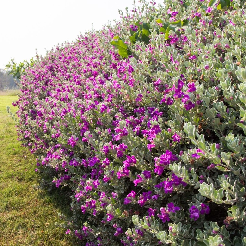 Springtime Landscaping in Austin: Essential Tips for Lush Yards