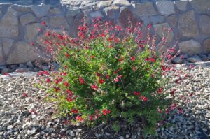Gardening with Native Roots: Sustainable Landscaping Ideas for Austin