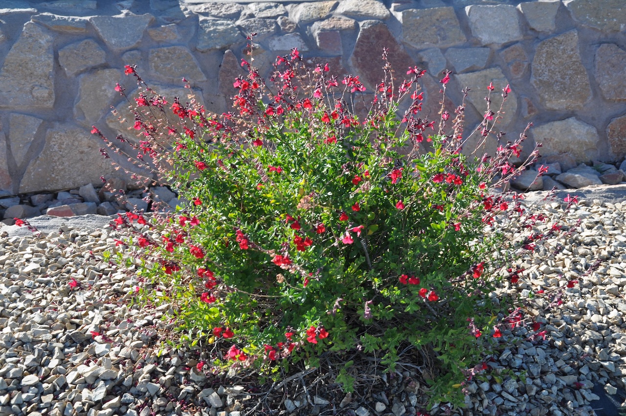 Gardening with Native Roots: Sustainable Landscaping Ideas for Austin