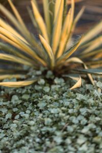 Top-Rated Residential Landscaping Austin for Homes of Every Style